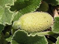 Cornichon d'ane, Concombre a ressort, Ecballium elaterium (fam Cucurbitacees) (rg Mediterraneennes) (4) (Photo F. Mrugala)